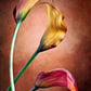 Vibrant Tulip Dreams: Abstract Floral Fusion in Bold Colors