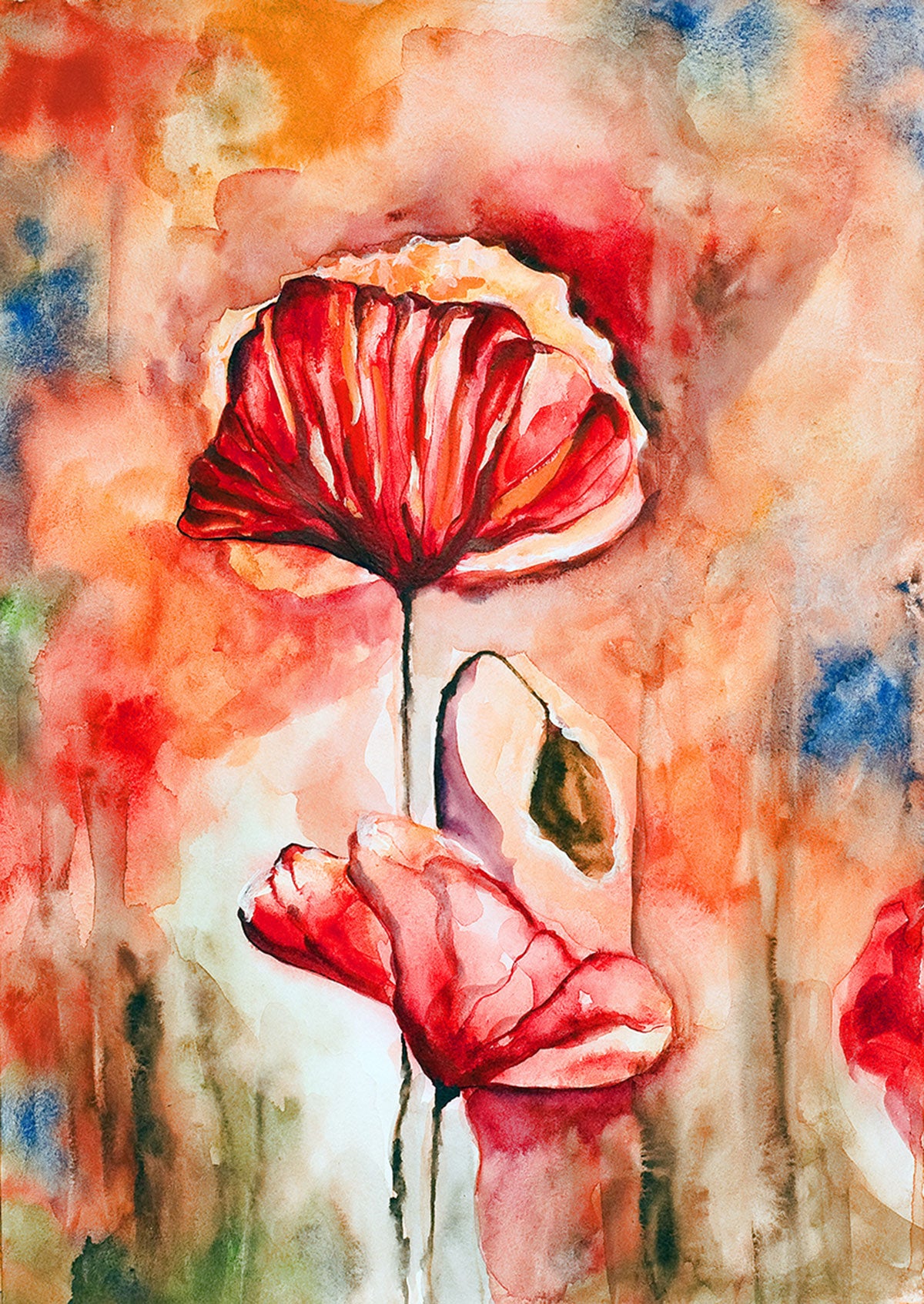 "Blossoming Poppies: A Watercolor Rendering of Poppy Flowers and Buds."