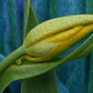 Tulip: A Photographic Art Oil Painting Celebrating Floral Beauty.