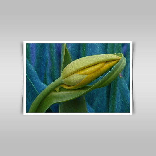 Tulip: A Photographic Art Oil Painting Celebrating Floral Beauty.