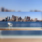 Boston Skyline Across the Harbor