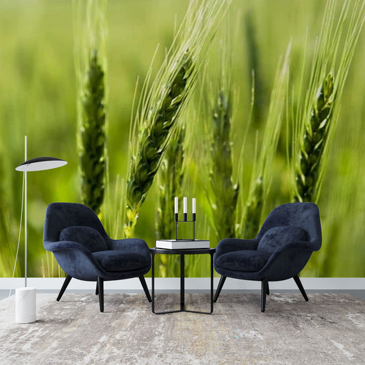 Close-Up of Green Wheat Ears in a Field