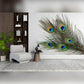 Peacock Feathers on White Background