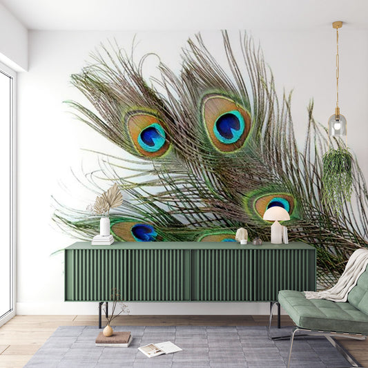 Peacock Feathers on White Background