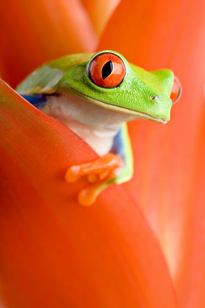 Vibrant Jungle Sentinel