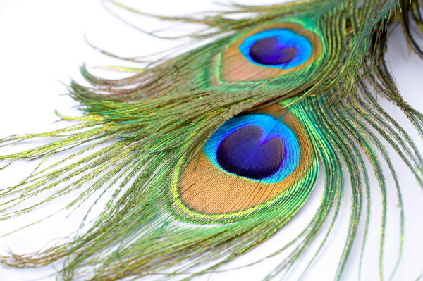 Peacock Elegance