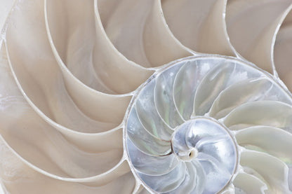 Intricate Nautilus Shell