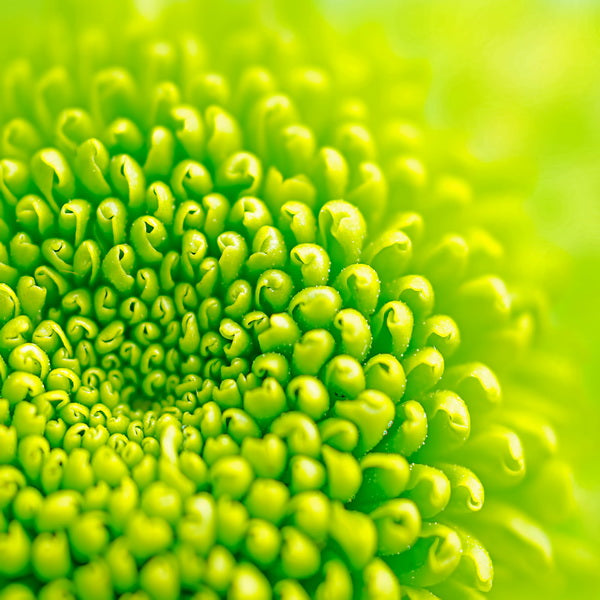 Green Blossom Macro