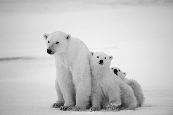 Polar Bear Family in the Arctic