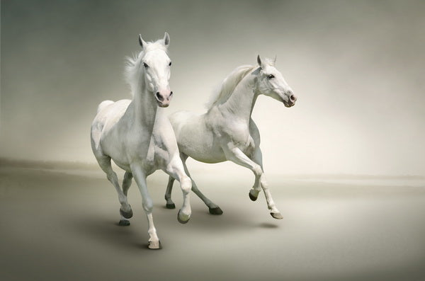 Dance of the White Stallions