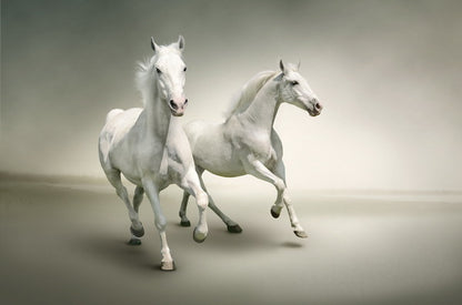 Dance of the White Stallions