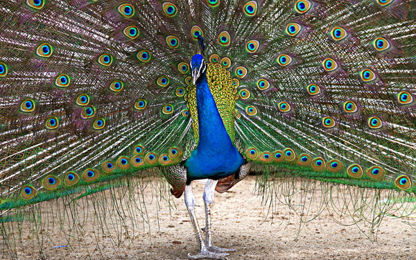 Peacock's Splendor