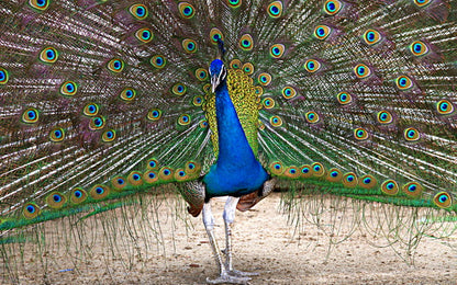 Peacock's Splendor