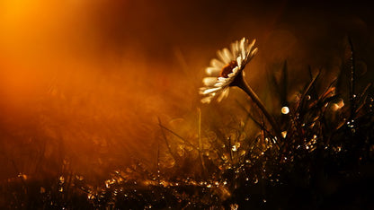 Lone Daisy at Dawn