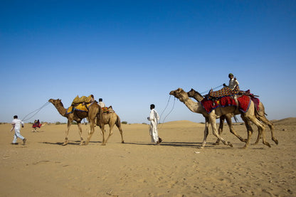 Camel Caravan in the Desert