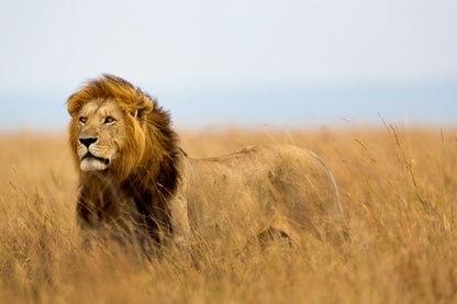 King of the Savanna