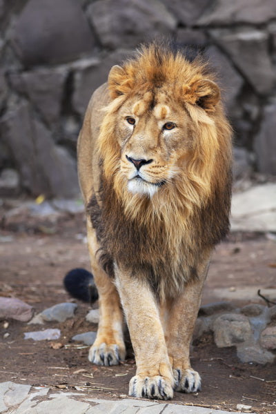 The Watchful Lion