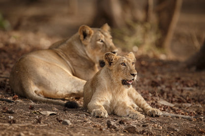 Mother and Cub at Rest