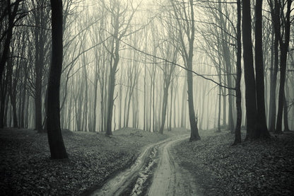 Misty Woodland Path