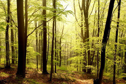 Morning Light in the Forest