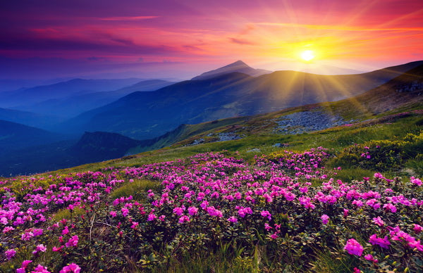 Sunrise Over Blossoming Highlands