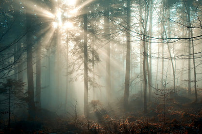 Sunlit Serenity in the Misty Forest