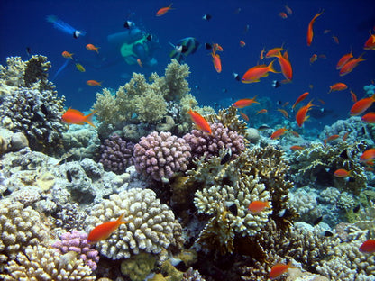 Vibrant Coral Reef Underwater