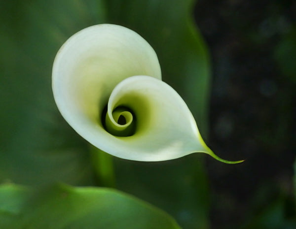 Elegant Spiral