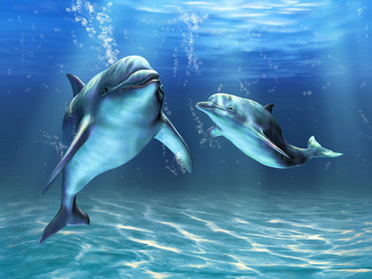 Dolphin Dance