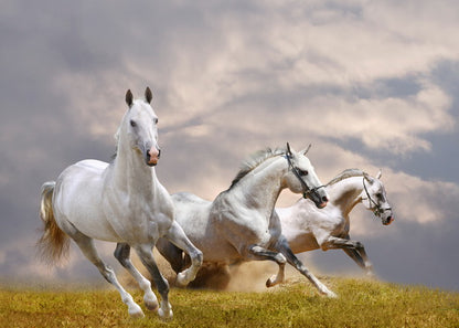 Galloping Freedom: Trio of White Horses in Motion