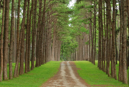 Serene Pine Forest Pathway