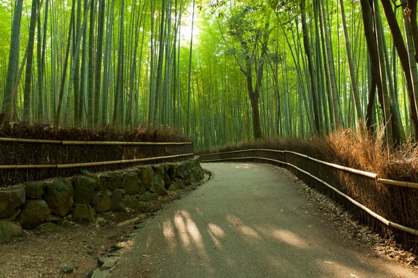 Peaceful Path Through Bamboo Forest