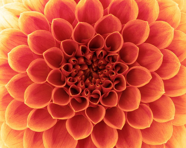 Close-Up of Vibrant Orange Dahlia Flower