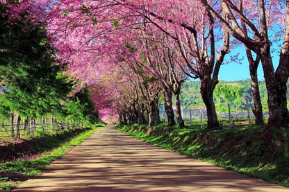 Tree-Lined Path with Blooming Cherry Blossoms