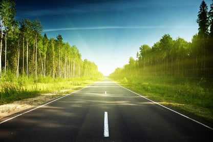 Sunlit Road Through a Forest