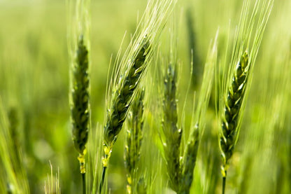 Close-Up of Green Wheat Ears in a Field