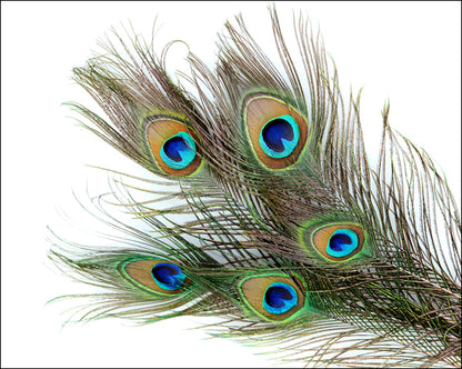 Peacock Feathers on White Background