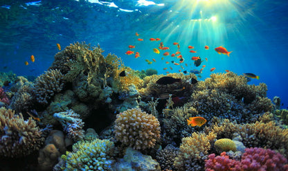 Vibrant Coral Reef Under the Sunlit Sea