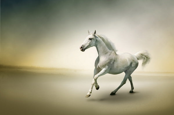 Graceful White Horse in Motion