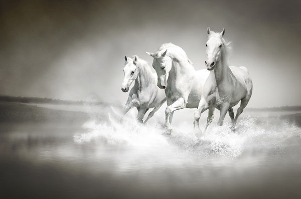 Wild Spirit – White Horses in Motion