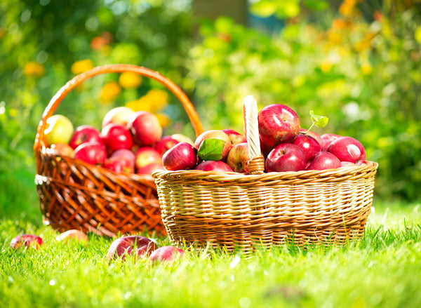 Harvested Apples in Wicker Baskets