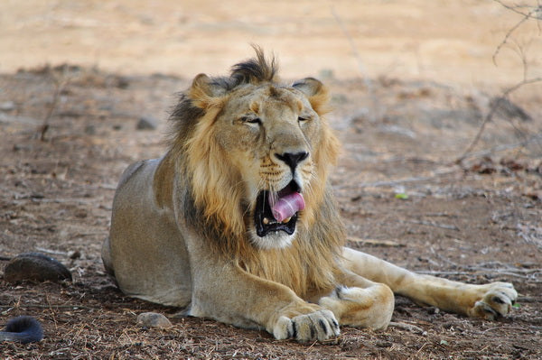 Relaxed Lion in the Wild