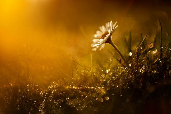 Golden Glow of a Daisy at Dawn