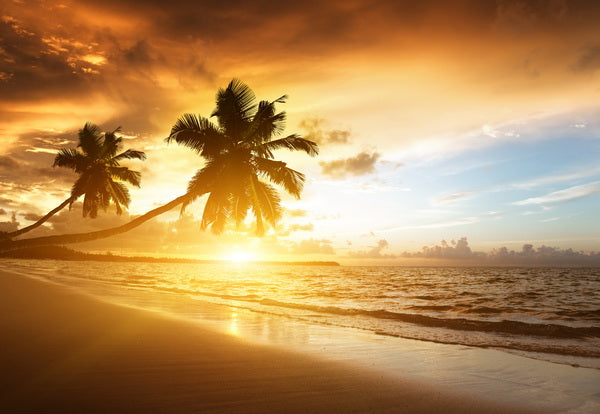 Sunset Paradise with Palm Trees by the Shore