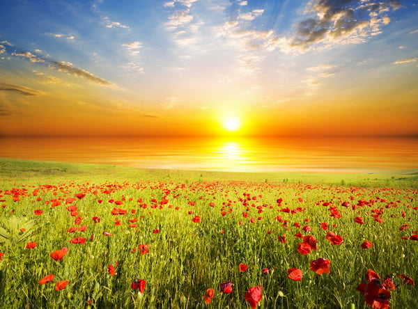 Sunrise Over a Field of Red Poppies