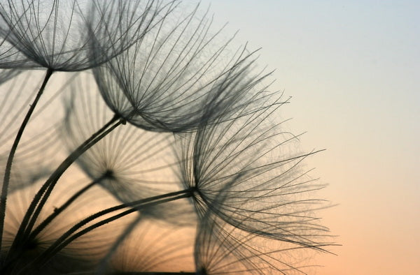 Dandelion Seeds Silhouetted Against the Sky