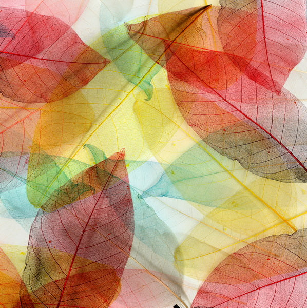 Translucent Leaves in a Spectrum of Colors