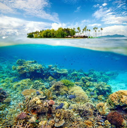 Tropical Paradise Above and Below: Island and Coral Reef