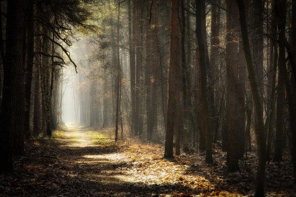 Misty Forest Pathway: A Journey Through the Trees