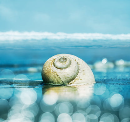 Seashell on the Shoreline with Bokeh Effect